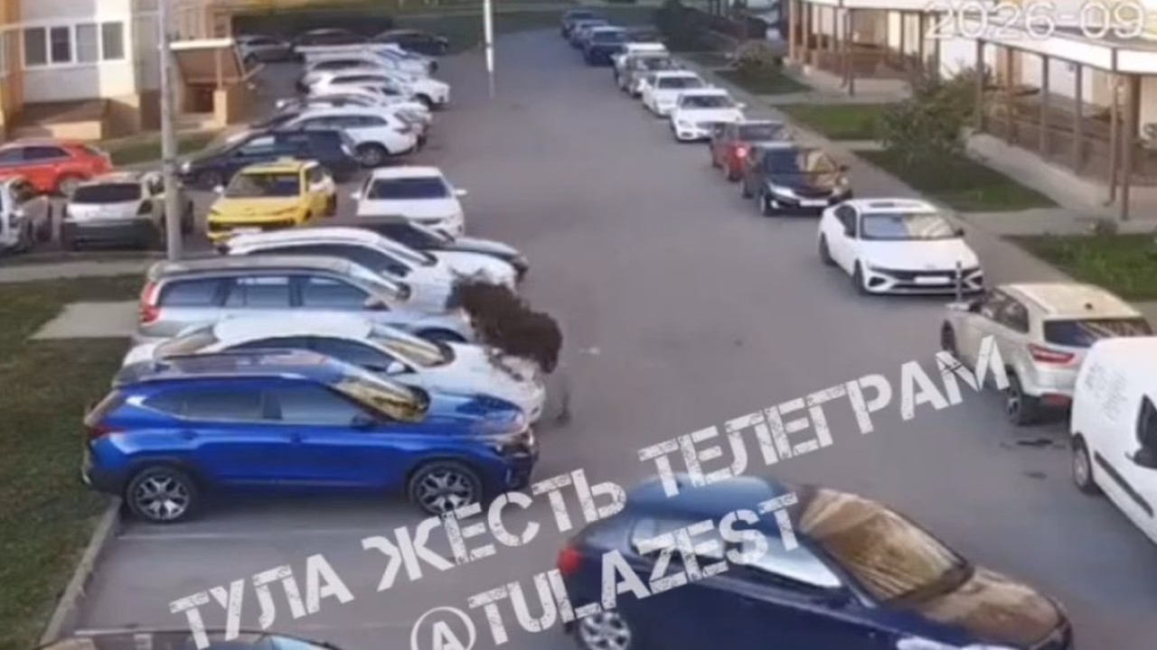 Лось повредил две машины в Туле