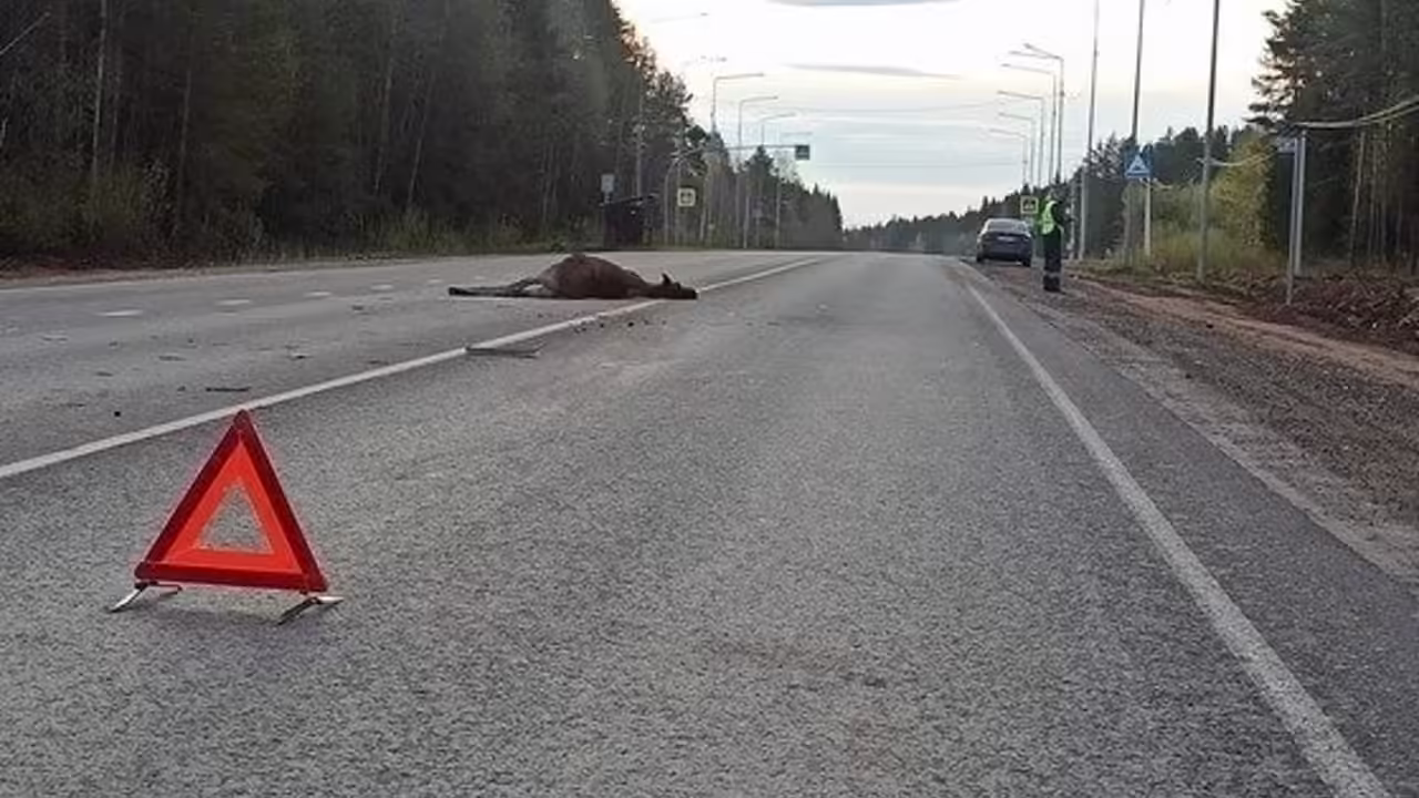 22 аварии с лосями за месяц: в Кировской области пострадали три человека