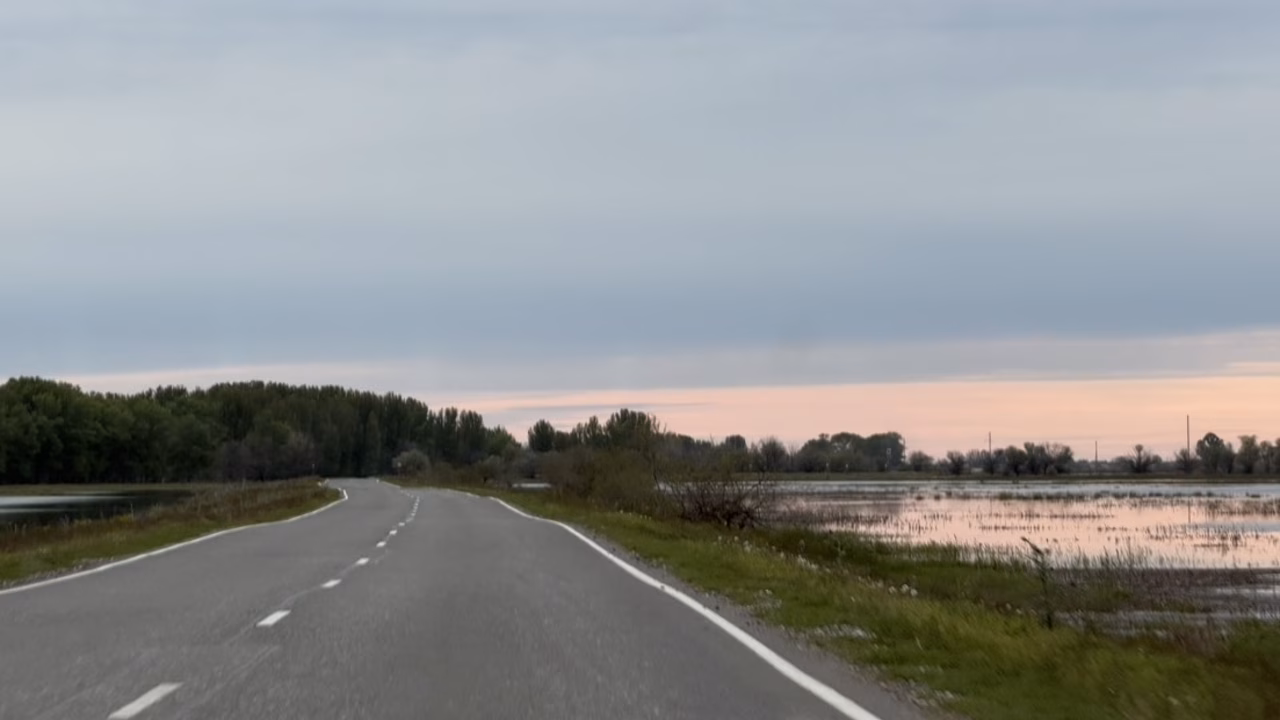 Водителей Астраханской области предупредили о лосях на трассах