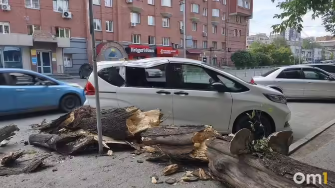 В центре Новосибирска дерево проломило крышу припаркованного авто