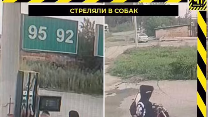 В Челябинской области подростки на питбайке открыли стрельбу по собакам на АЗС
