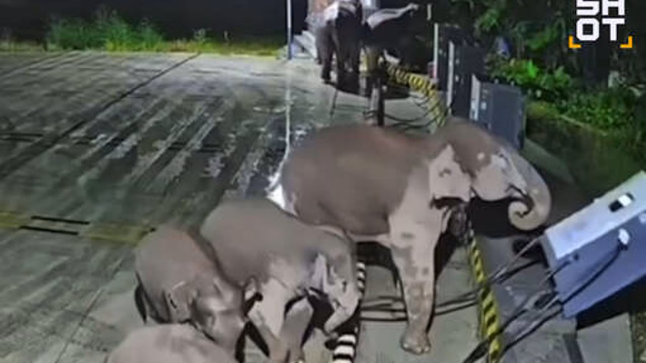 В Китае на видео попало, как слониха разгромила стойку зарядки электромобилей