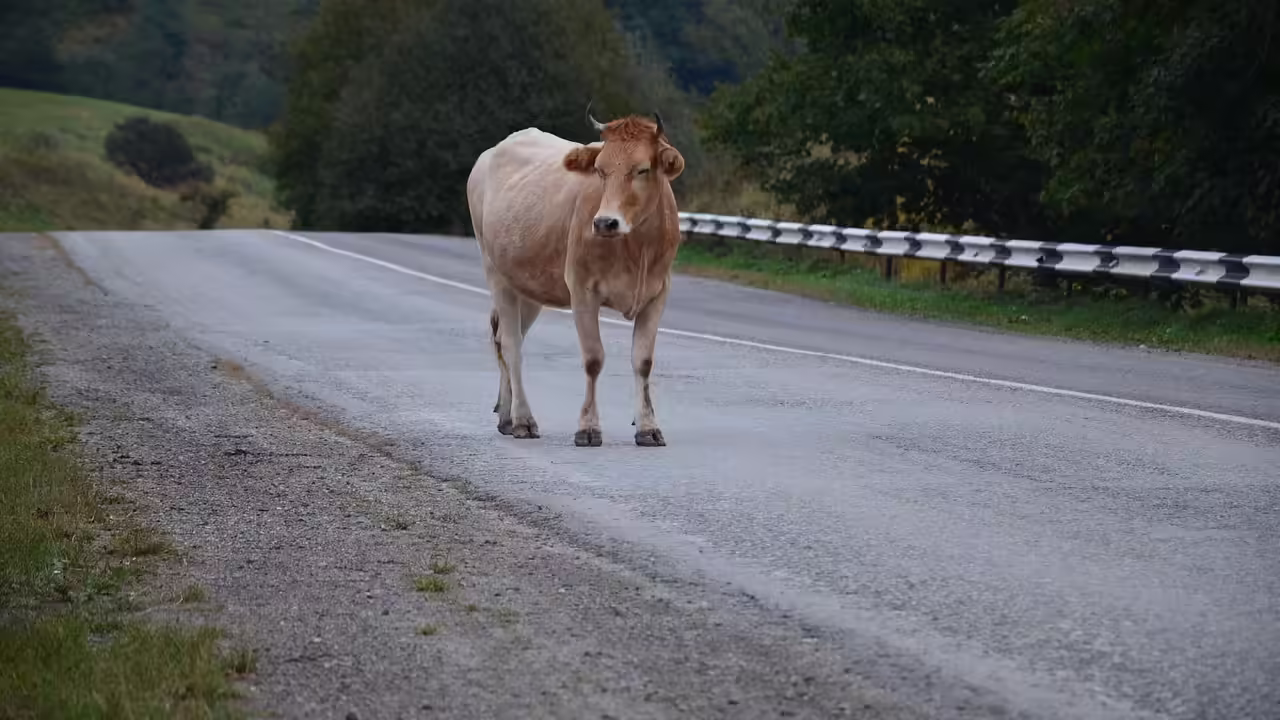 В Калужской области корова устроила ДТП