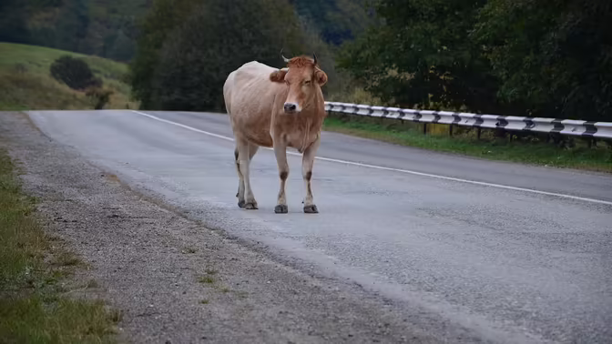 В Калужской области корова устроила ДТП