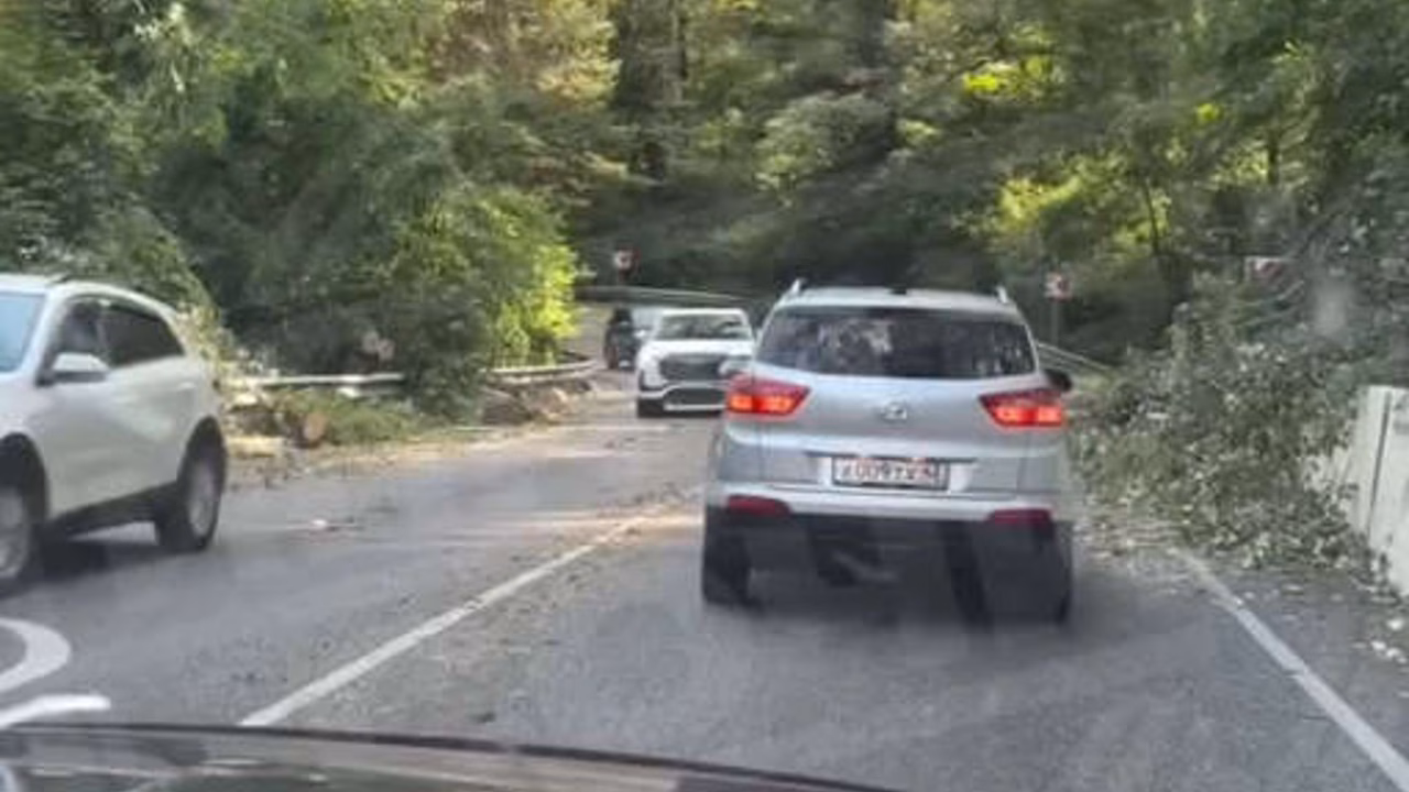 В Сочи на трассе на машину с пассажирами упало дерево