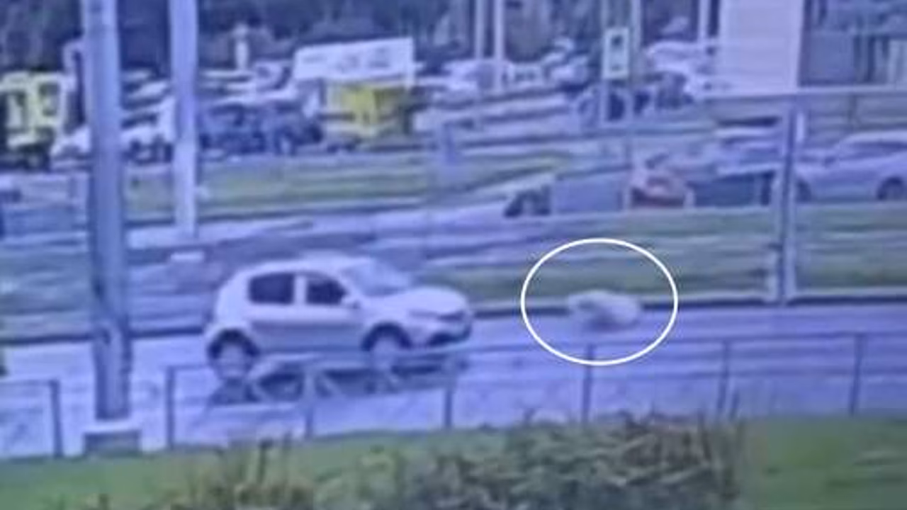 В Петербурге на видео попало, как Renault Sandero сбил человека на переходе