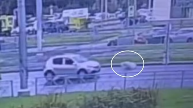 В Петербурге на видео попало, как Renault Sandero сбил человека на переходе