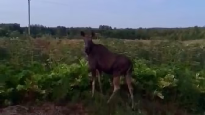 Костромичка потребовала с чиновников три миллиона за лося