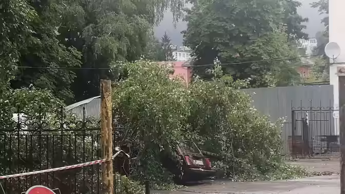 Еще одному калужанину заплатят за поврежденное деревом авто